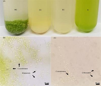 Effects of Co-culture on Improved Productivity and Bioresource for Microalgal Biomass Using the Floc-Forming Bacteria Melaminivora Jejuensis